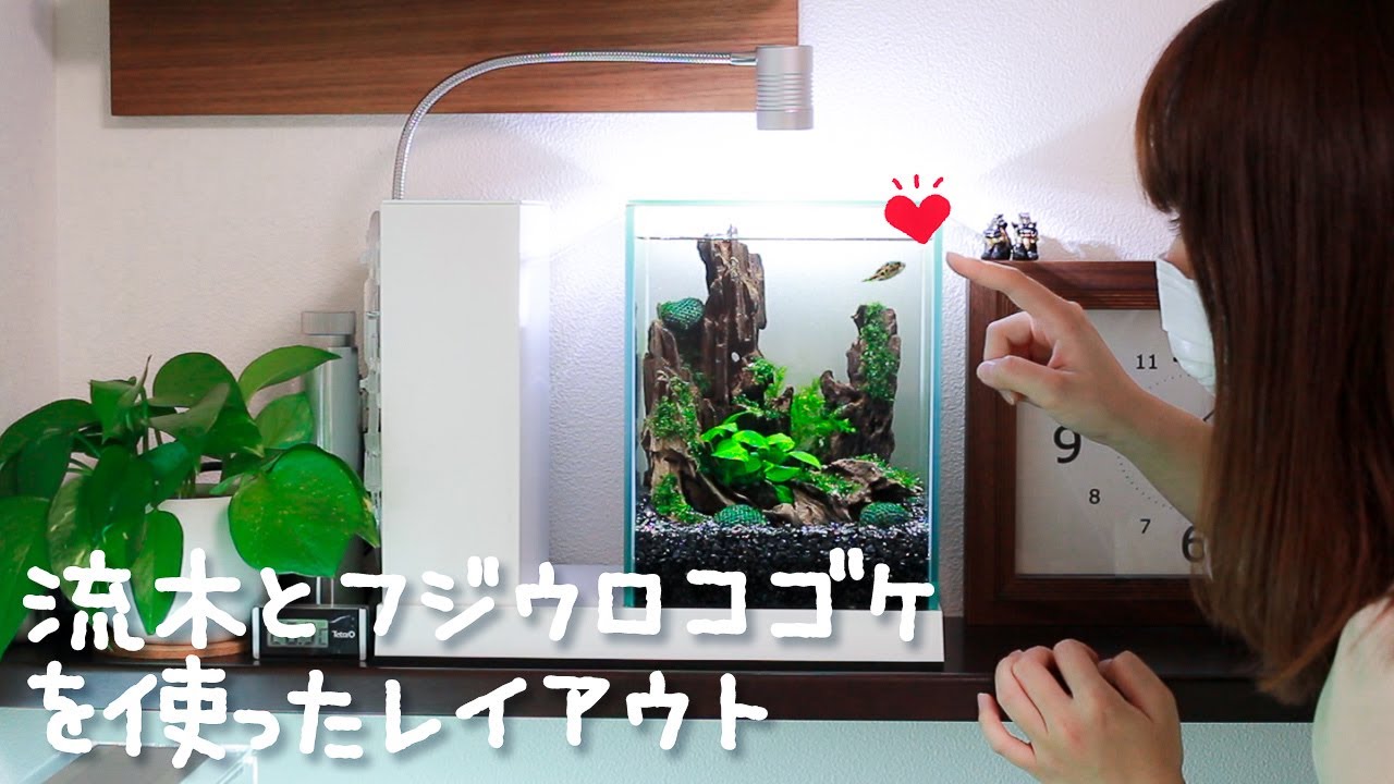 AQUA-U】流木とフジウロコゴケを使ったレイアウト【アクアリウム 