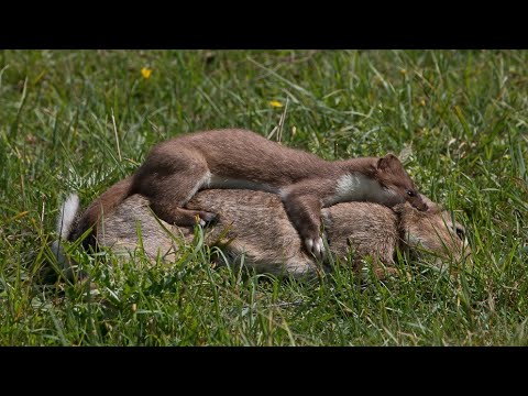 Vídeo: En Biysk, Un Animal No Identificado Bebe Sangre De Conejos - Vista Alternativa