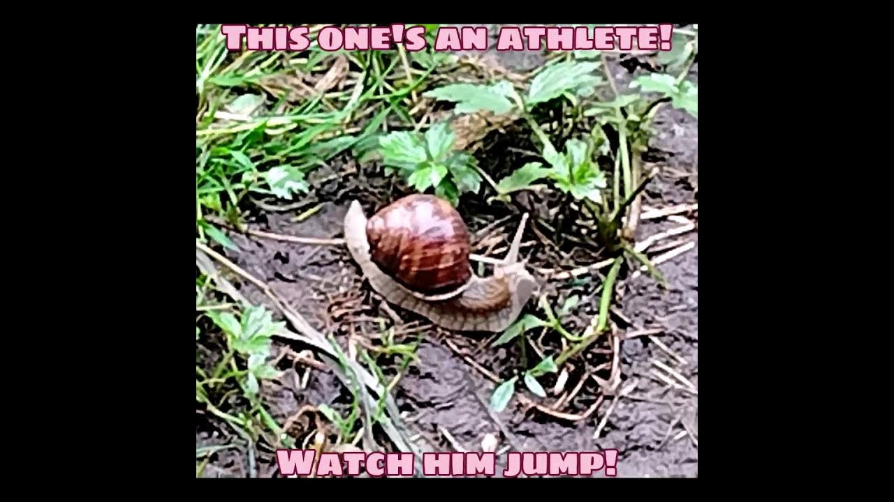Hungry, athletic and baby snails (I did put them in the grass, with the