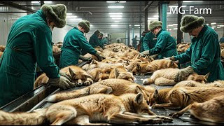 Fox Farms in Finland  Millions of Foxes Are Raised for Fur  Every Year