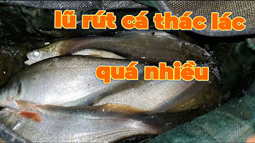 LŨ RÚT CÁ THÁC LÁT NHIỀU RỒI AE ƠI!.#p59 Câu cá hóc môn