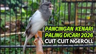 MASTERAN KENARI GACOR NGEROL PANJANG COCOK UNTUK PANCINGAN Kenari Paud AGAR cepat GACOR