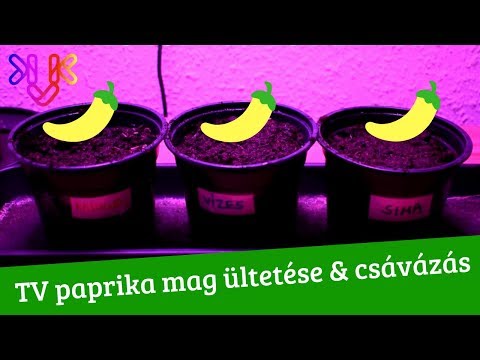 Videó: Magok áztatása: Tippek a magvak áztatásához ültetés előtt