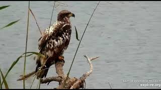 Mississippi River Flyway Cam, explore.org, September 12, 2021