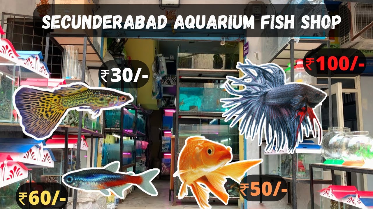 | Atlantic fish world | Secunderabad aquarium shop | SUPER CHIPE |  వీడియో తెలుగులో |