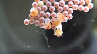 Stinkbug Eggs Hatching (Pentatomids)