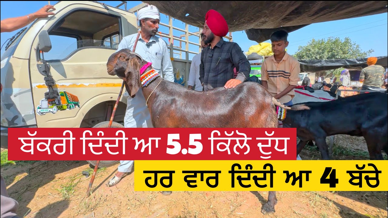 ਬੱਕਰੀ ਦਿੰਦੀ ਆ 4 ਬੱਚੇ 5.5 ਕਿੱਲੋ ਦੁੱਧ । Kaleke Bakri Mela 2025 #punjab #goats​⁠@iltilanadhuri