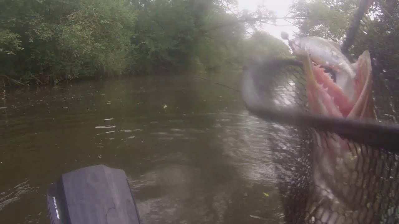 brocs aux mort manié