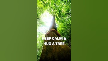 I Tried Forest Bathing (And It Changed My Life)