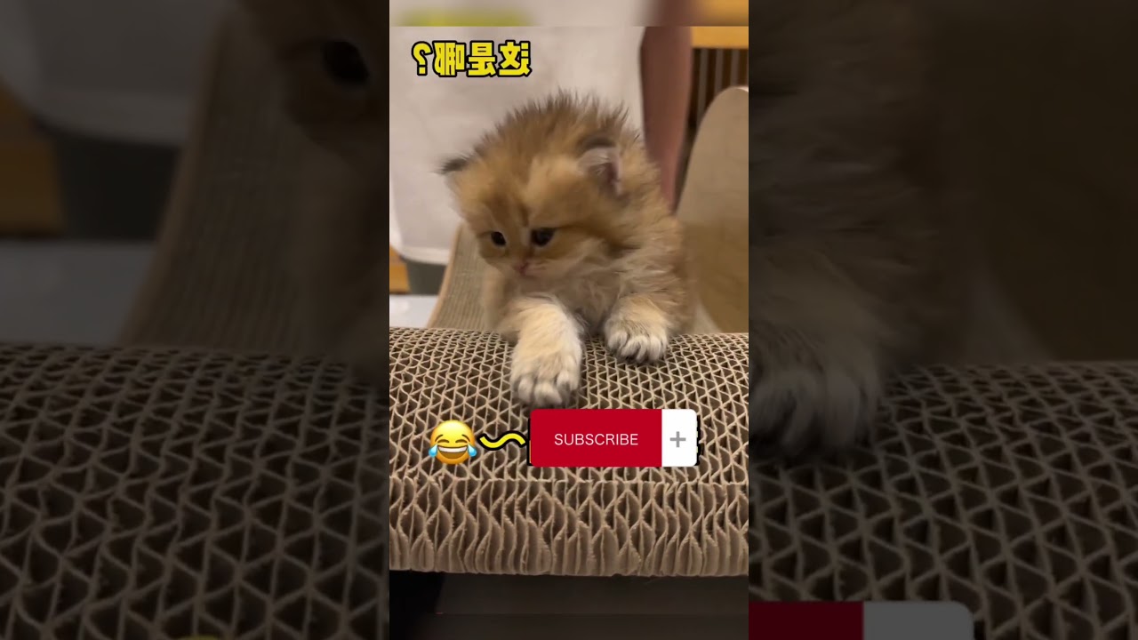 cut cat hhhh #cats #shorts #shortsvideo #cutecats #lovecats