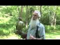 Falconry in action with Gunny the hawk