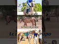 « Le cheval El Capo avec sa mère. Quelle belle image