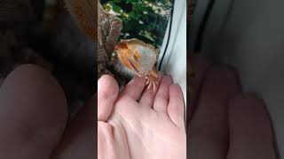 #live #reptiles #reddragon #beardeddragon #lizard #animal #shorts #dragon