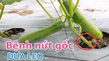 Bệnh nứt thân, nứt gốc trên dưa leo