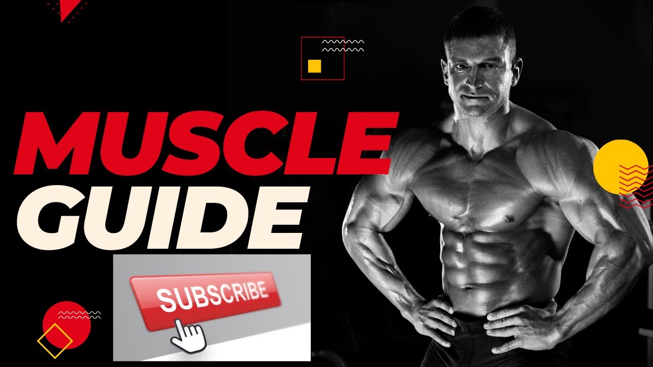 MUSCLES EXPLAINED - YouTube