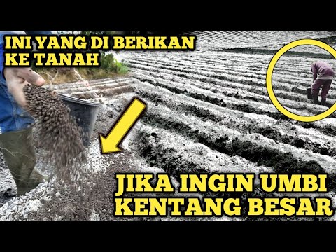 Video: Bisakah kentang dibiarkan di tanah?