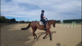 Friday Woolfe aka Miss Nami flat schooling at Capel farm June 2022