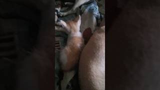 Lu Ki and Meo Meo are very close.#shorts #cat #dog #lu #meomeo