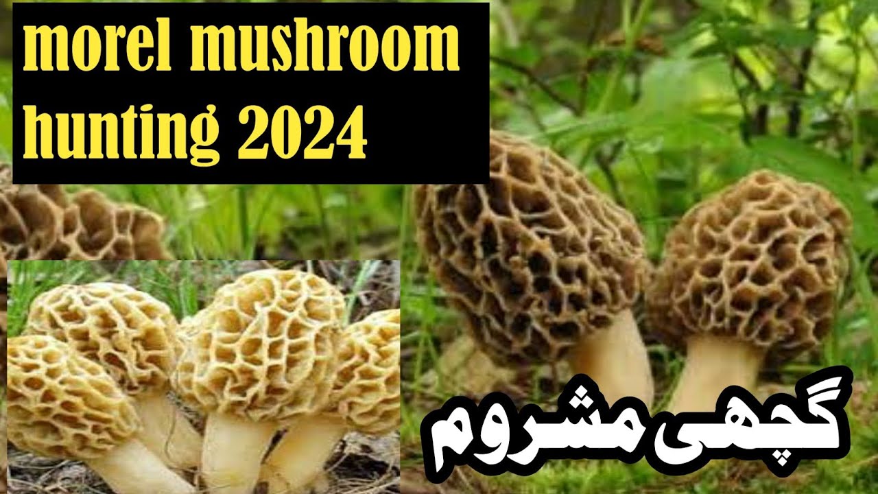 morel mushroom hunting 2024 gucchi mushroom in kashmir YouTube