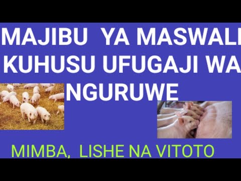 Video: Kanuni Bora Za Lishe