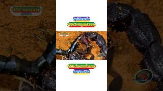 Bọ Cạp Phun Độc Nam Phi Đại Chiến Rết (Parabuthus transvaalicus vs Centipede)