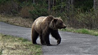 Life cut short for a male grizzly bear! Grizzly bear #163, his story!