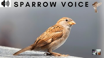 SPARROW VOICE | HOUSE SPARROW | PASSERIDAE | CHIRPS | SINGING | CHATTER | SWARM | TWEET | TRIZZLER|