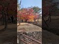 奈良の春日野🦌🍁吉永小百合⭐場所、奈良の春日野