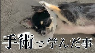 【去勢手術】辛すぎる術後の姿