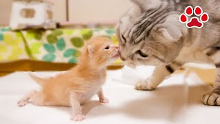 [RescueDay15] Tiny kitten was more interested than its owner if it was with a cat for the first time