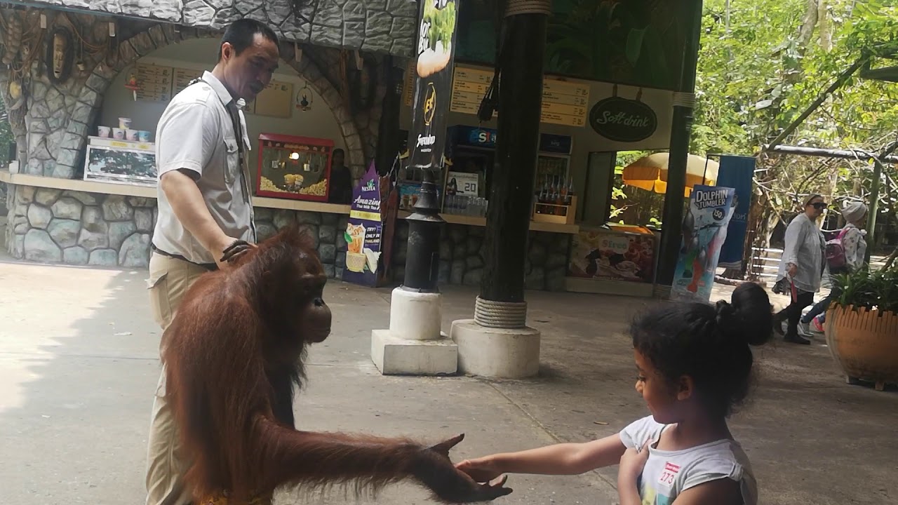 Wow!! MUST WATCH. Best Orangutan Interaction With Human. BANGKOK Thailand