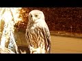 Australia S Barking Owl Calling Australia S Barking Owl Calling