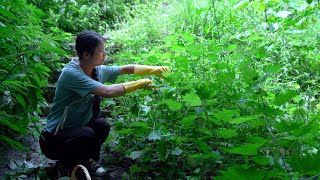The Dangerous Herb is Not Even Touchable! But Making it into a Rare Delicacy!