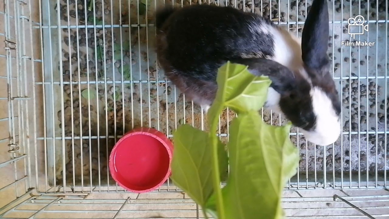 Feeding my Rabbits MULBERRY LEAVES