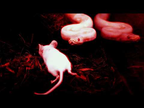 SosMula - BANGOUT (Official Music Video)