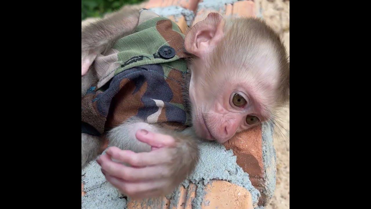 #baby monkey #baby monkeys #baby monkey Attacked #baby monkey crying #
