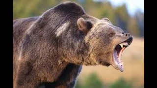 3 Russian Bear Attacks That Will Give You Chills