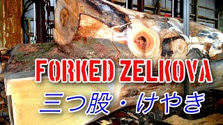三つ股・けやきの製材動画・Forked Zelkova Sawing!!