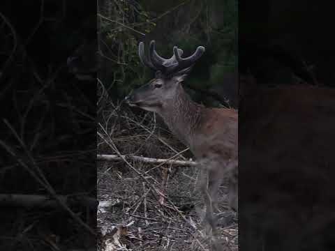 Auf Sikas, Rehe und Rotwild im Sauerland – jagenNRW Hunt on Demand Trailer