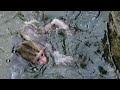Drowning baby monkey! But No help cuz mom is just far away
