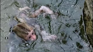 Drowning baby monkey! But No help cuz mom is just far away