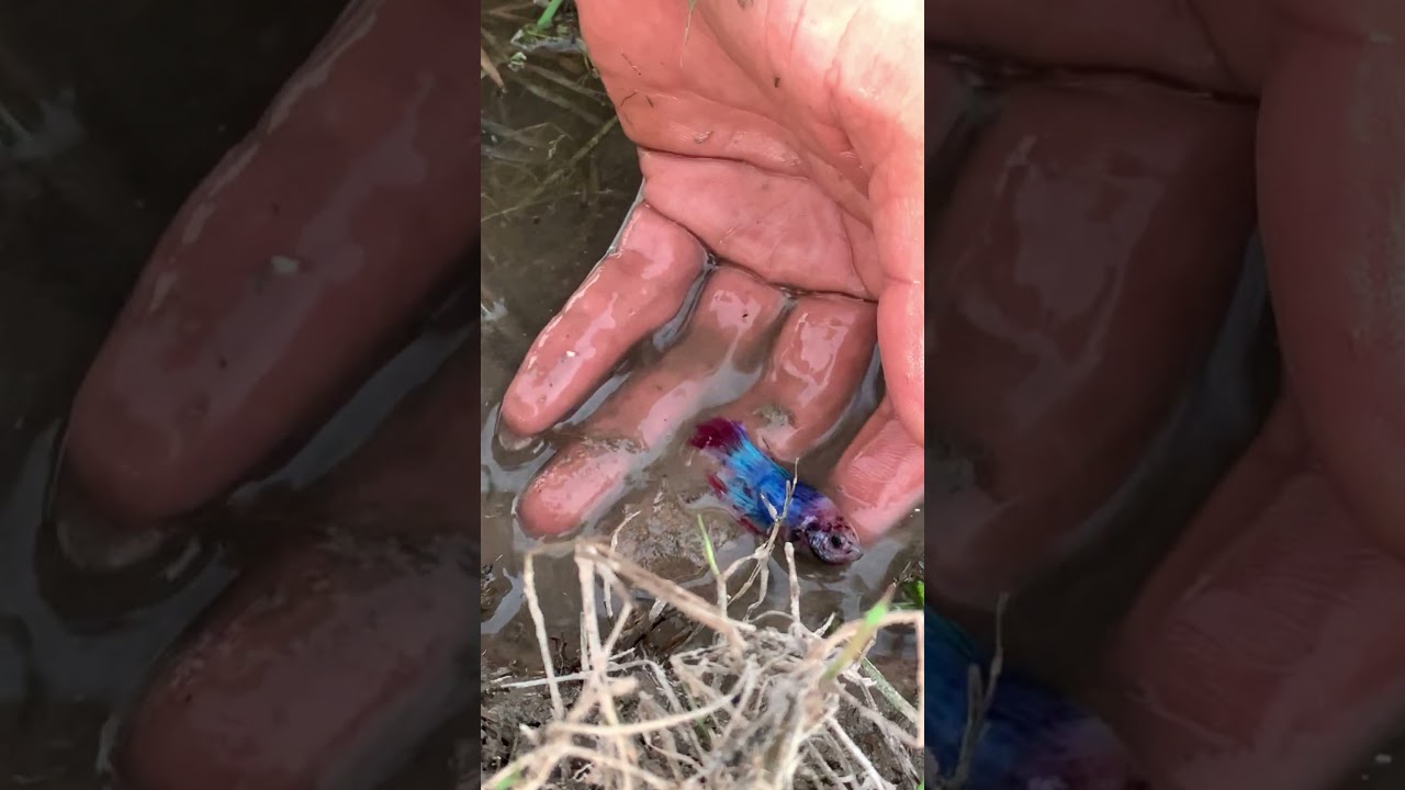 Unbelievable Man Caught Blue color  Betta Fish In Lake 