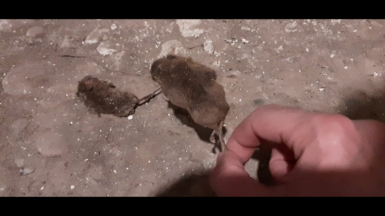 Как быстро избавиться от мышей. Как быстро избавиться от мышей