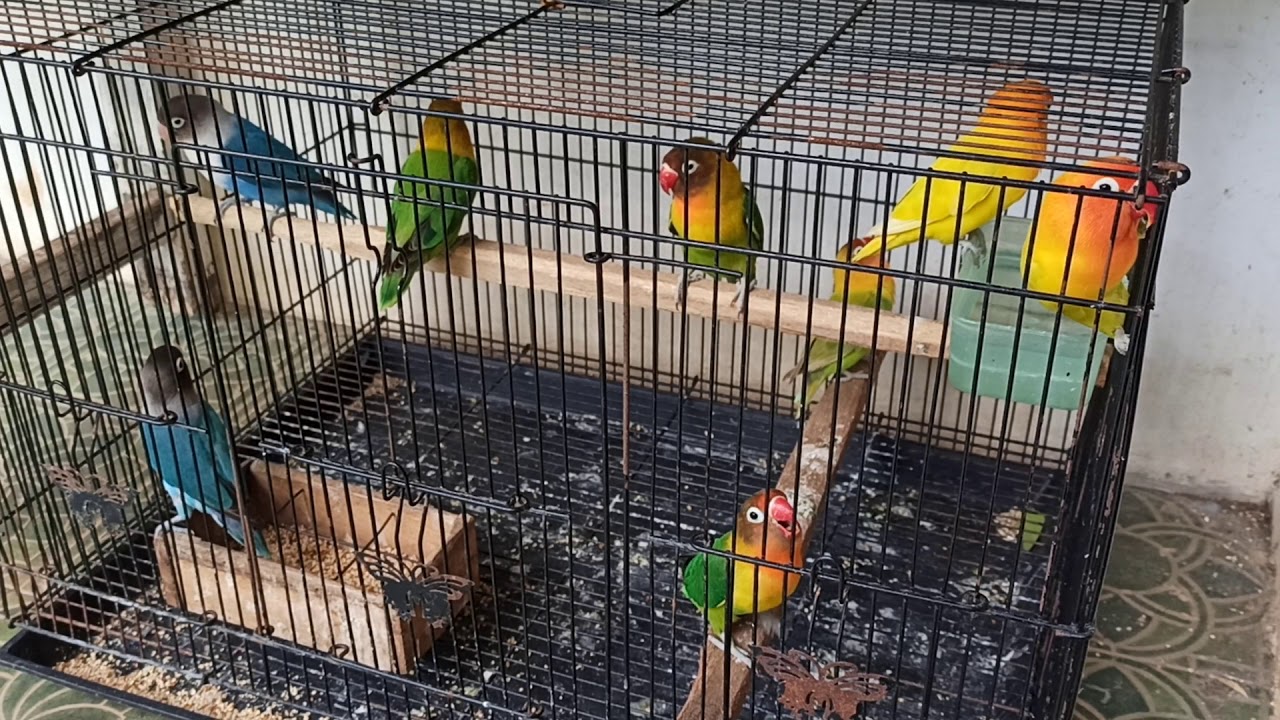 Lovebird koloni kandang kotak 