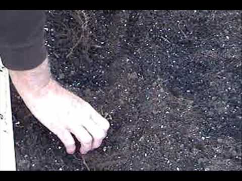 Βίντεο: Hay Scented Fern Care - How To Plant Hay Scented Fern