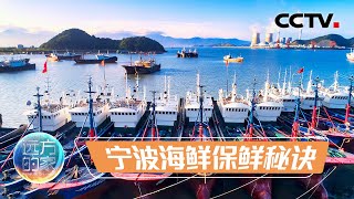 天然海水直接输送到水产市场 这项有意思的技术告诉你 为什么宁波海鲜鲜到没朋友 20230424 |《远方的家》CCTV中文国际