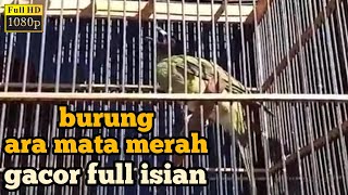 burung ara mata merah gacor isian josss