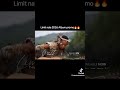 Limit Nala 2026 Album Ama Buffalo 