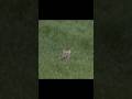 Coyote hunting in the field #загоннаяохота #загоннаяохота #animalhunting #chasse #wildlife #hunting