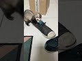 憨吉另外一個興趣 Hanji’s another hobby 😅 #ferret #寵物 #animals #pets #cute #可愛い #lovely #寵物 #日常 #adorable